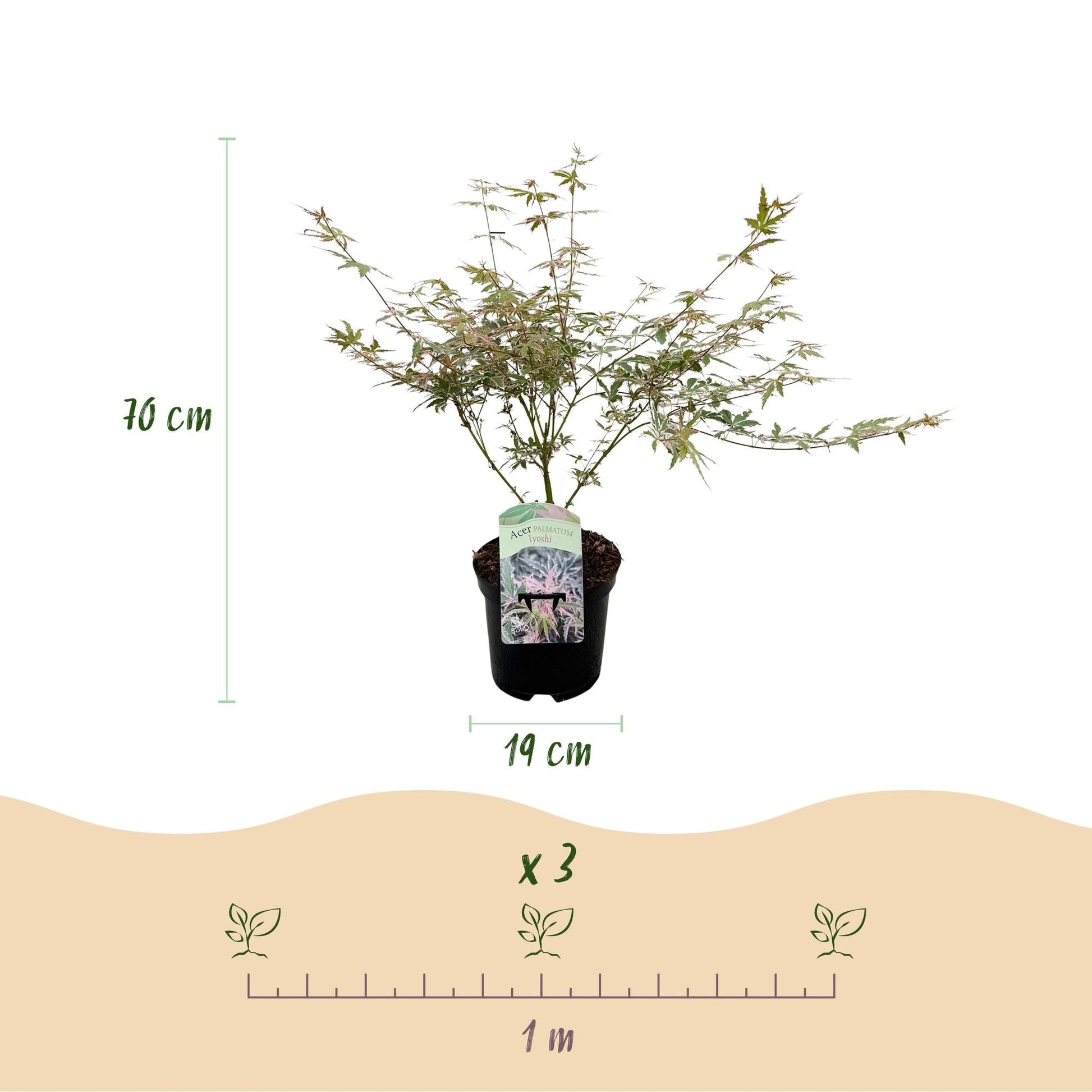Terrasplant - Japanse Esdoorn - Acer palmatum Iyoshi - Forestbloom