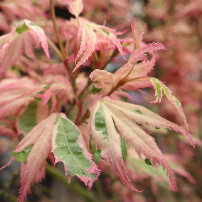 Terrasplant - Japanse Esdoorn - Acer palmatum Iyoshi - Forestbloom