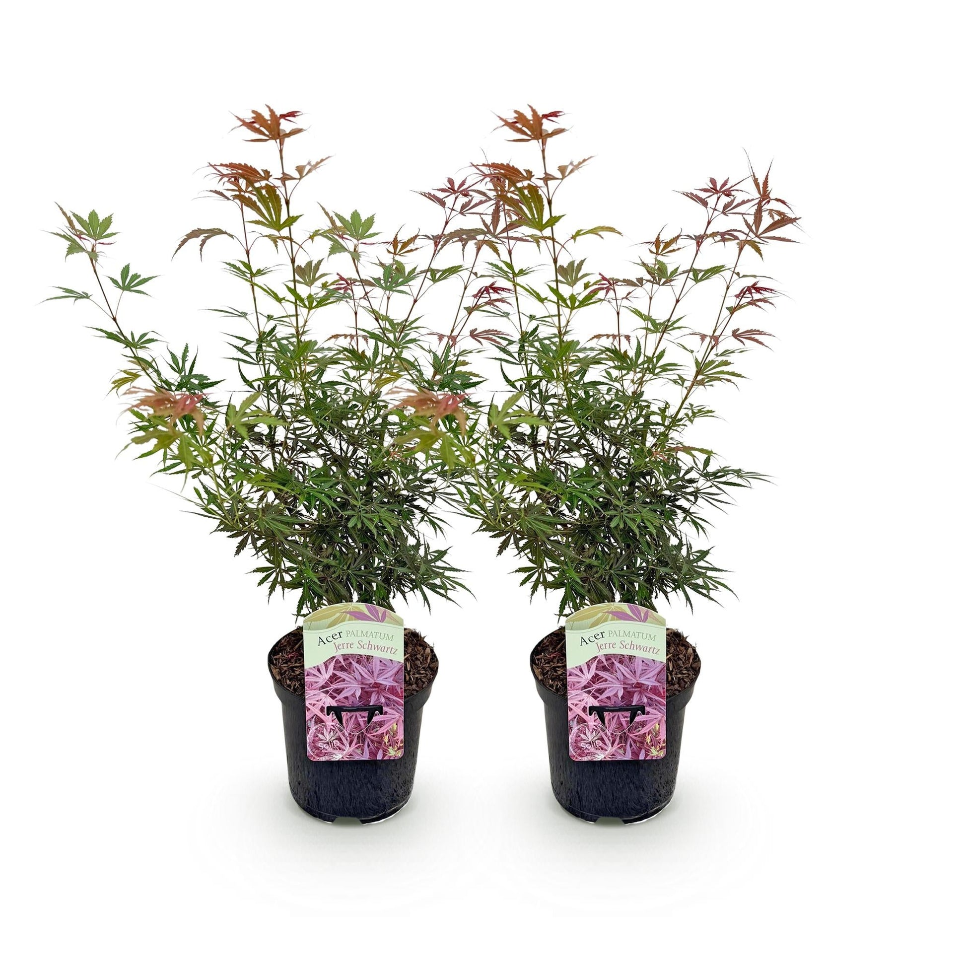 Terrasplant - Japanse Esdoorn - Acer palmatum Jerre Swarts - 2 Planten - Forestbloom