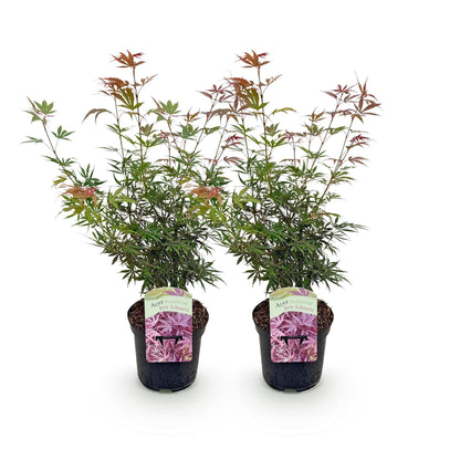 Terrasplant - Japanse Esdoorn - Acer palmatum Jerre Swarts - 2 Planten - Forestbloom