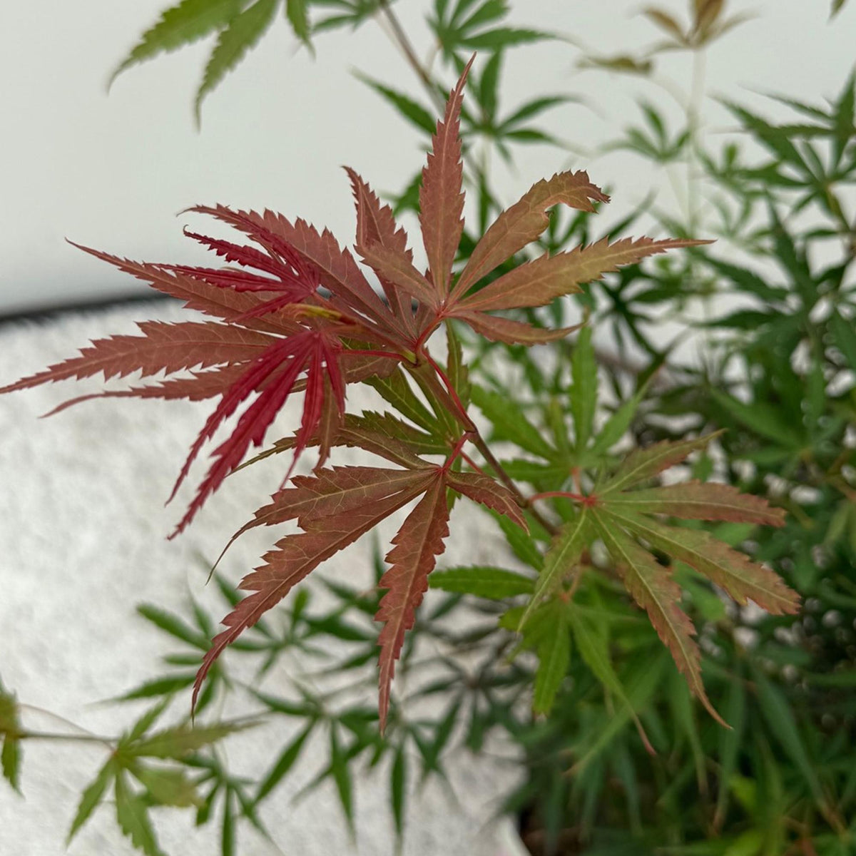 Terrasplant - Japanse Esdoorn - Acer palmatum Jerre Swarts - 2 Planten - Forestbloom