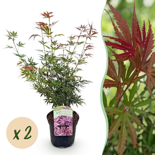 Terrasplant - Japanse Esdoorn - Acer palmatum Jerre Swarts - 2 Planten - Forestbloom