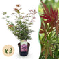 Terrasplant - Japanse Esdoorn - Acer palmatum Jerre Swarts - 2 Planten - Forestbloom
