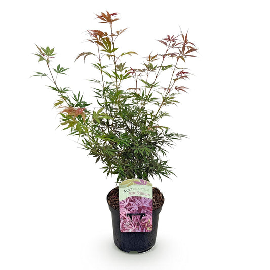 Terrasplant - Japanse Esdoorn - Acer palmatum Jerre Swarts - Forestbloom