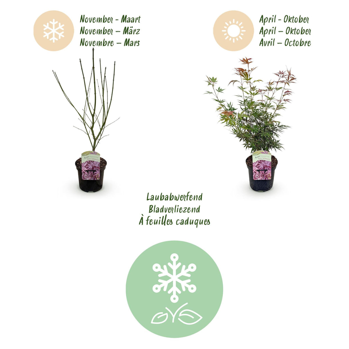 Terrasplant - Japanse Esdoorn - Acer palmatum Jerre Swarts - Forestbloom
