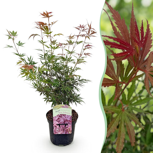 Terrasplant - Japanse Esdoorn - Acer palmatum Jerre Swarts - Forestbloom