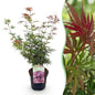 Terrasplant - Japanse Esdoorn - Acer palmatum Jerre Swarts - Forestbloom