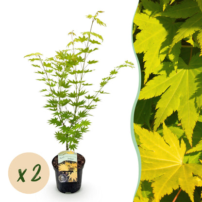 Terrasplant - Japanse Esdoorn - Acer palmatum Jordan - 2 Planten - Forestbloom