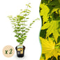 Terrasplant - Japanse Esdoorn - Acer palmatum Jordan - 2 Planten - Forestbloom