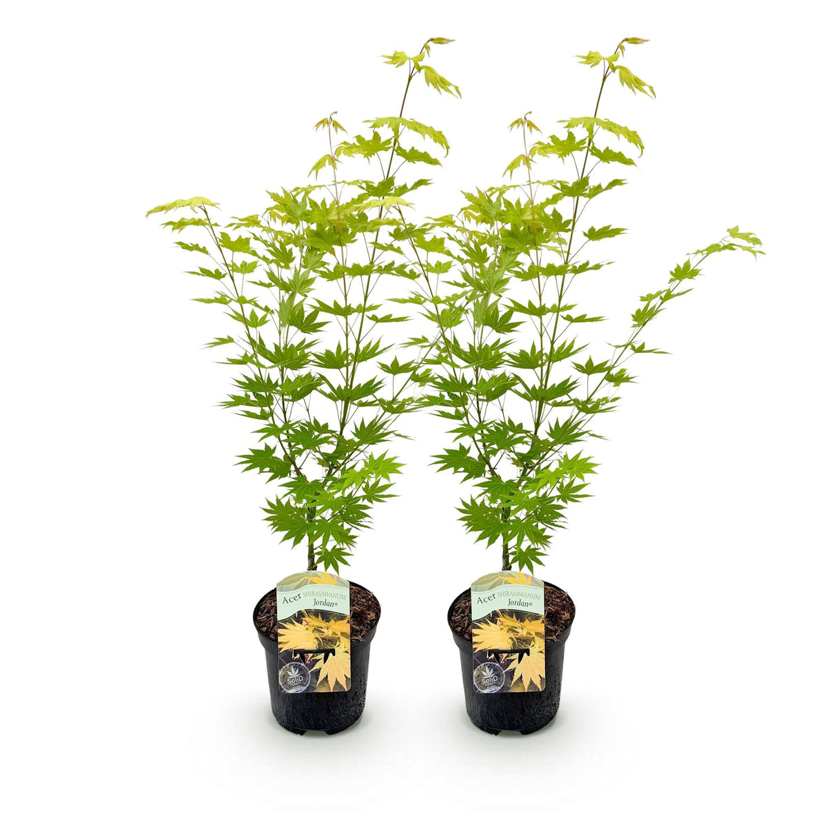 Terrasplant - Japanse Esdoorn - Acer palmatum Jordan - 2 Planten - Forestbloom