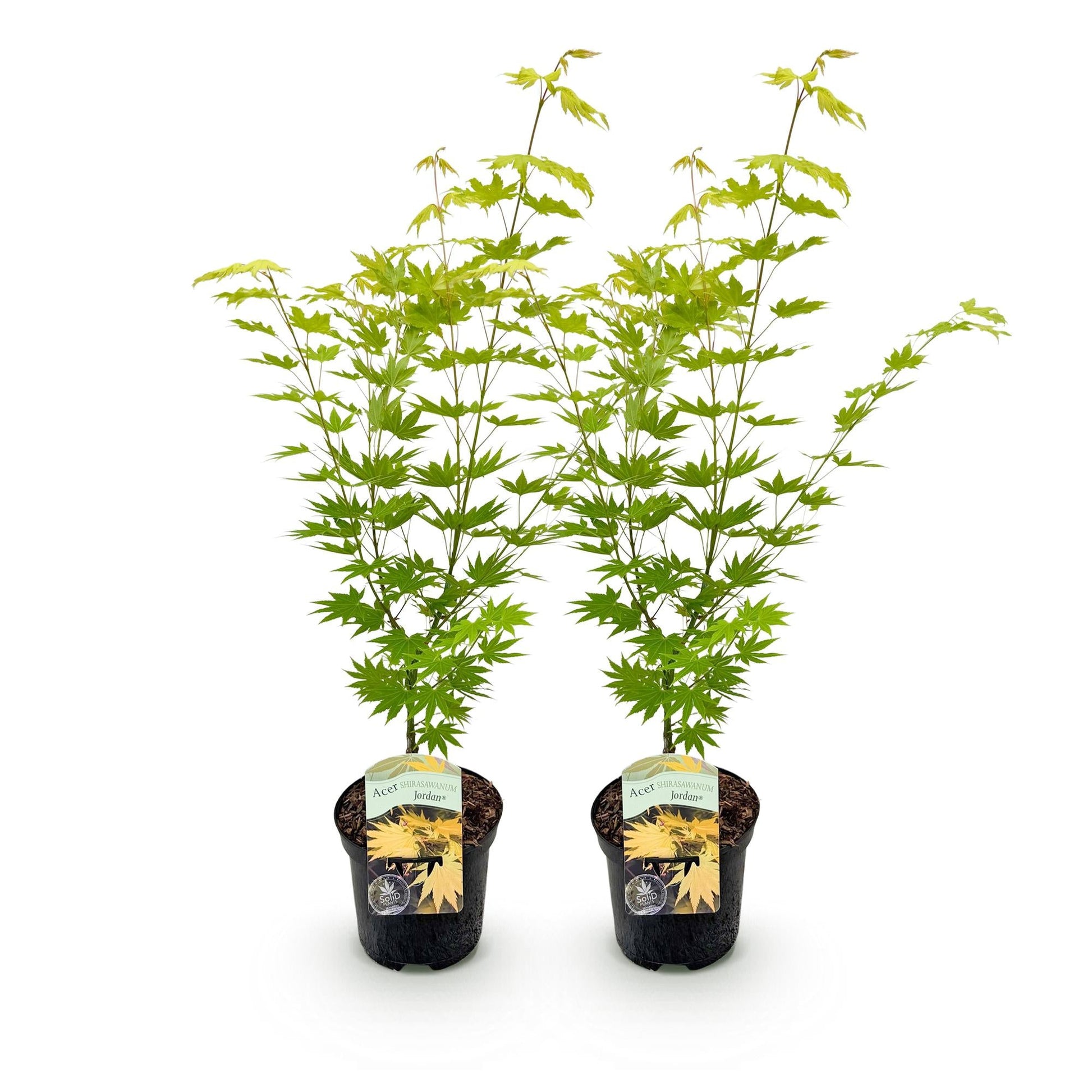 Terrasplant - Japanse Esdoorn - Acer palmatum Jordan - 2 Planten - Forestbloom
