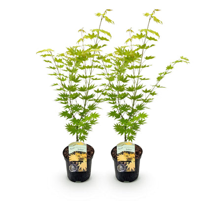 Terrasplant - Japanse Esdoorn - Acer palmatum Jordan - 2 Planten - Forestbloom