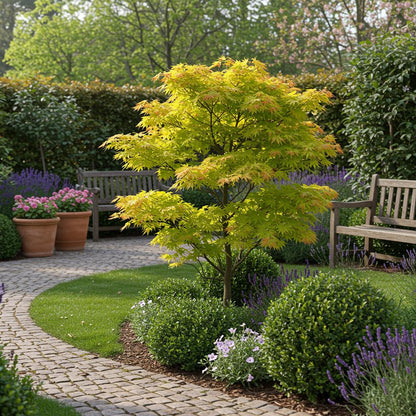 Terrasplant - Japanse Esdoorn - Acer palmatum Jordan - 2 Planten - Forestbloom