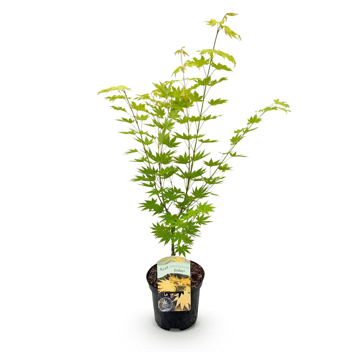 Terrasplant - Japanse Esdoorn - Acer palmatum Jordan - Forestbloom