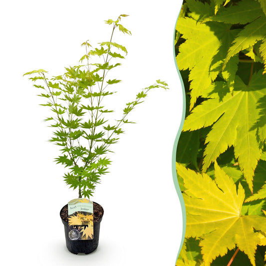 Terrasplant - Japanse Esdoorn - Acer palmatum Jordan - Forestbloom