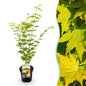 Terrasplant - Japanse Esdoorn - Acer palmatum Jordan - Forestbloom