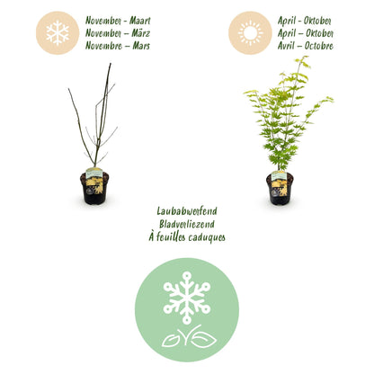 Terrasplant - Japanse Esdoorn - Acer palmatum Jordan - Forestbloom