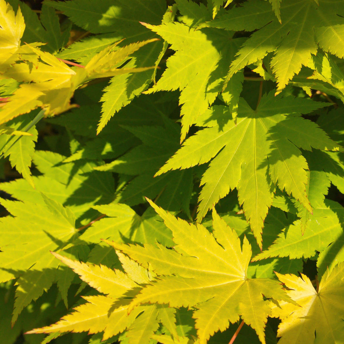 Terrasplant - Japanse Esdoorn - Acer palmatum Jordan - Forestbloom