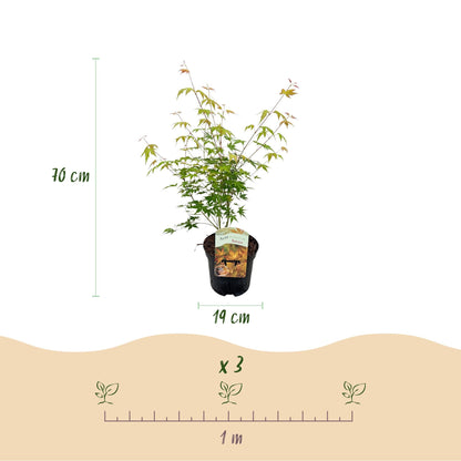 Terrasplant - Japanse Esdoorn - Acer palmatum Katsura - 2 Planten - Forestbloom