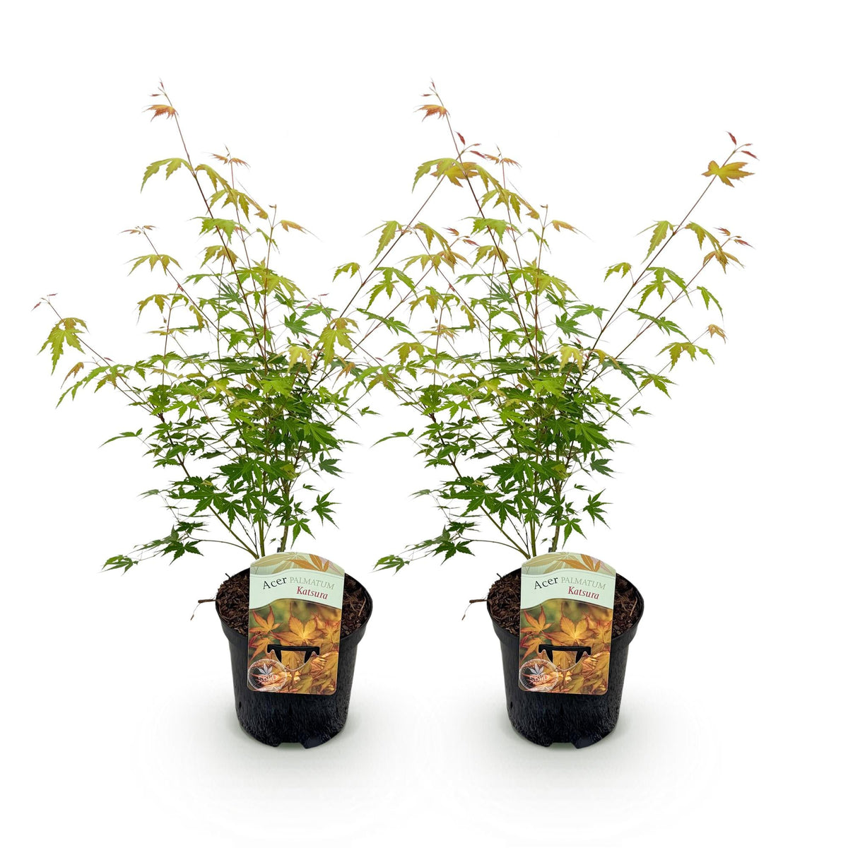 Terrasplant - Japanse Esdoorn - Acer palmatum Katsura - 2 Planten - Forestbloom