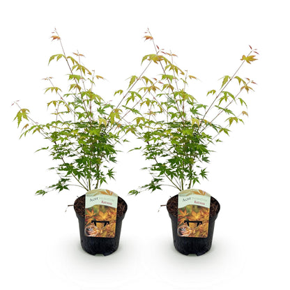 Terrasplant - Japanse Esdoorn - Acer palmatum Katsura - 2 Planten - Forestbloom