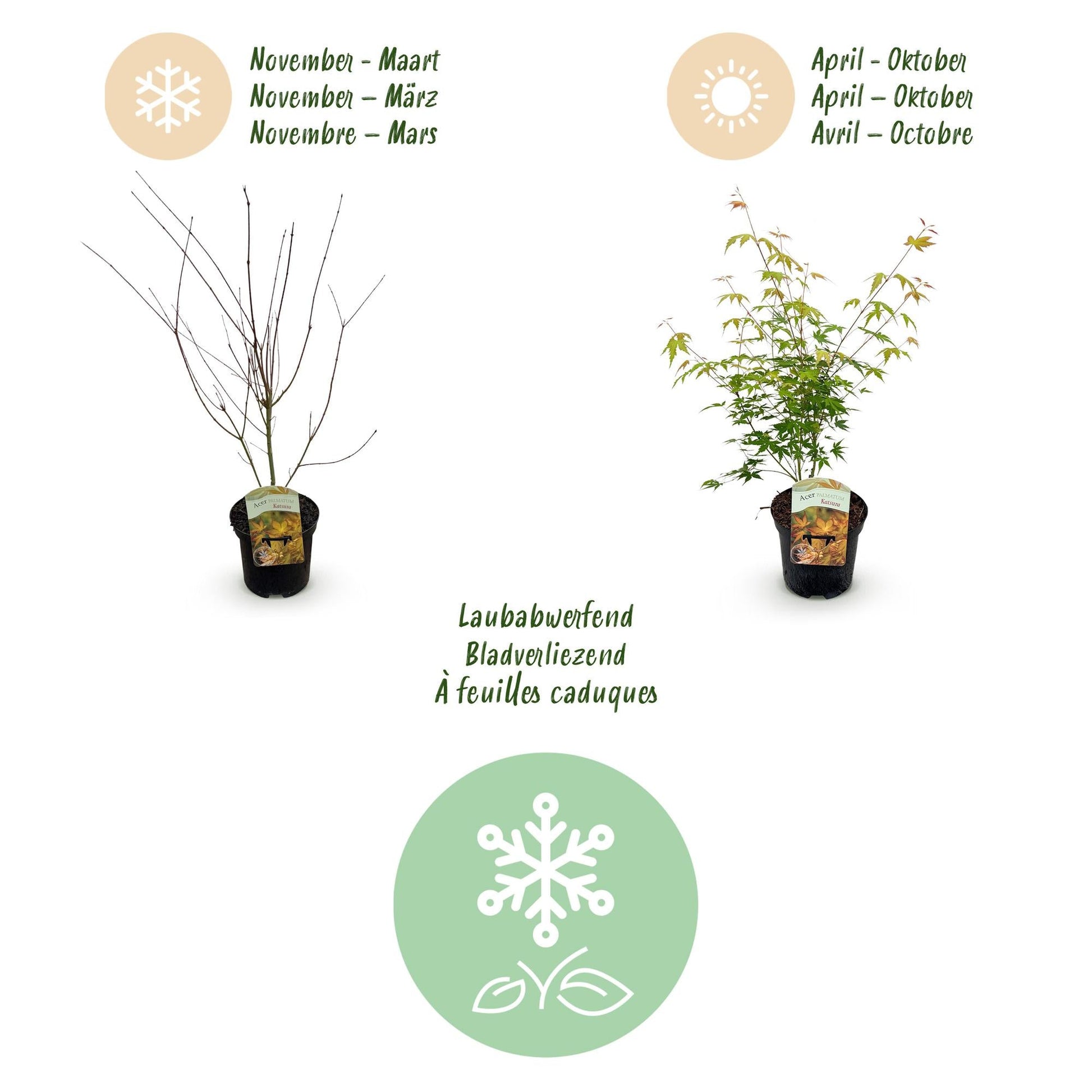 Terrasplant - Japanse Esdoorn - Acer palmatum Katsura - 2 Planten - Forestbloom