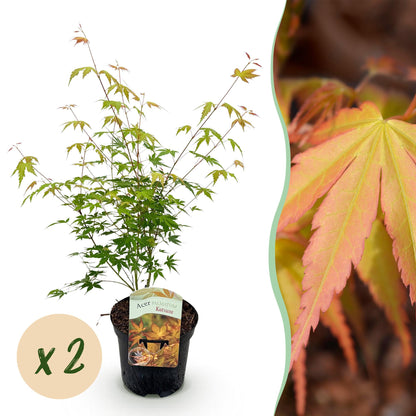 Terrasplant - Japanse Esdoorn - Acer palmatum Katsura - 2 Planten - Forestbloom