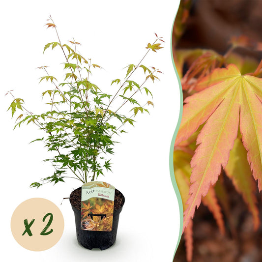 Terrasplant - Japanse Esdoorn - Acer palmatum Katsura - 2 Planten - Forestbloom