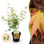 Terrasplant - Japanse Esdoorn - Acer palmatum Katsura - 2 Planten - Forestbloom