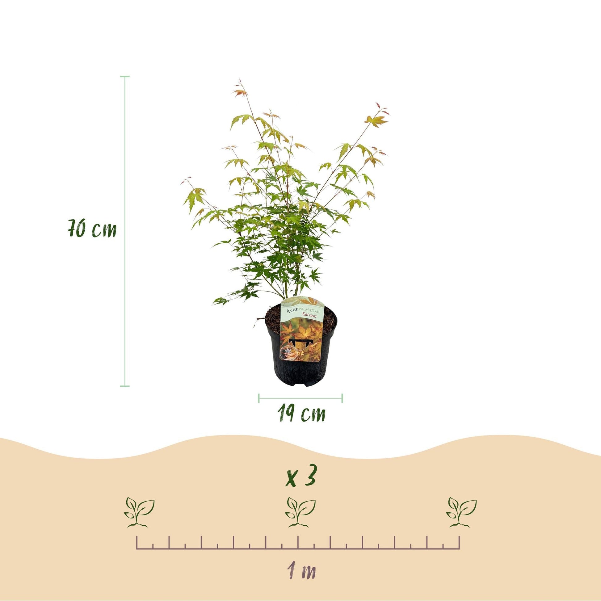 Terrasplant - Japanse Esdoorn - Acer palmatum Katsura - Forestbloom