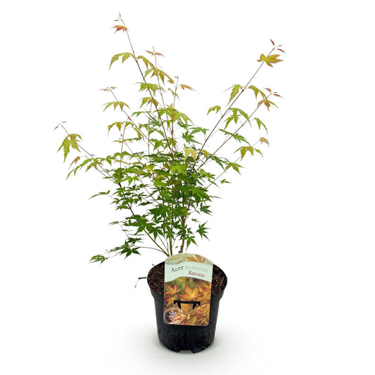 Terrasplant - Japanse Esdoorn - Acer palmatum Katsura - Forestbloom