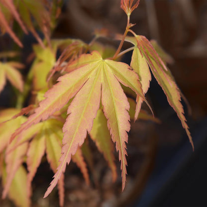 Terrasplant - Japanse Esdoorn - Acer palmatum Katsura - Forestbloom