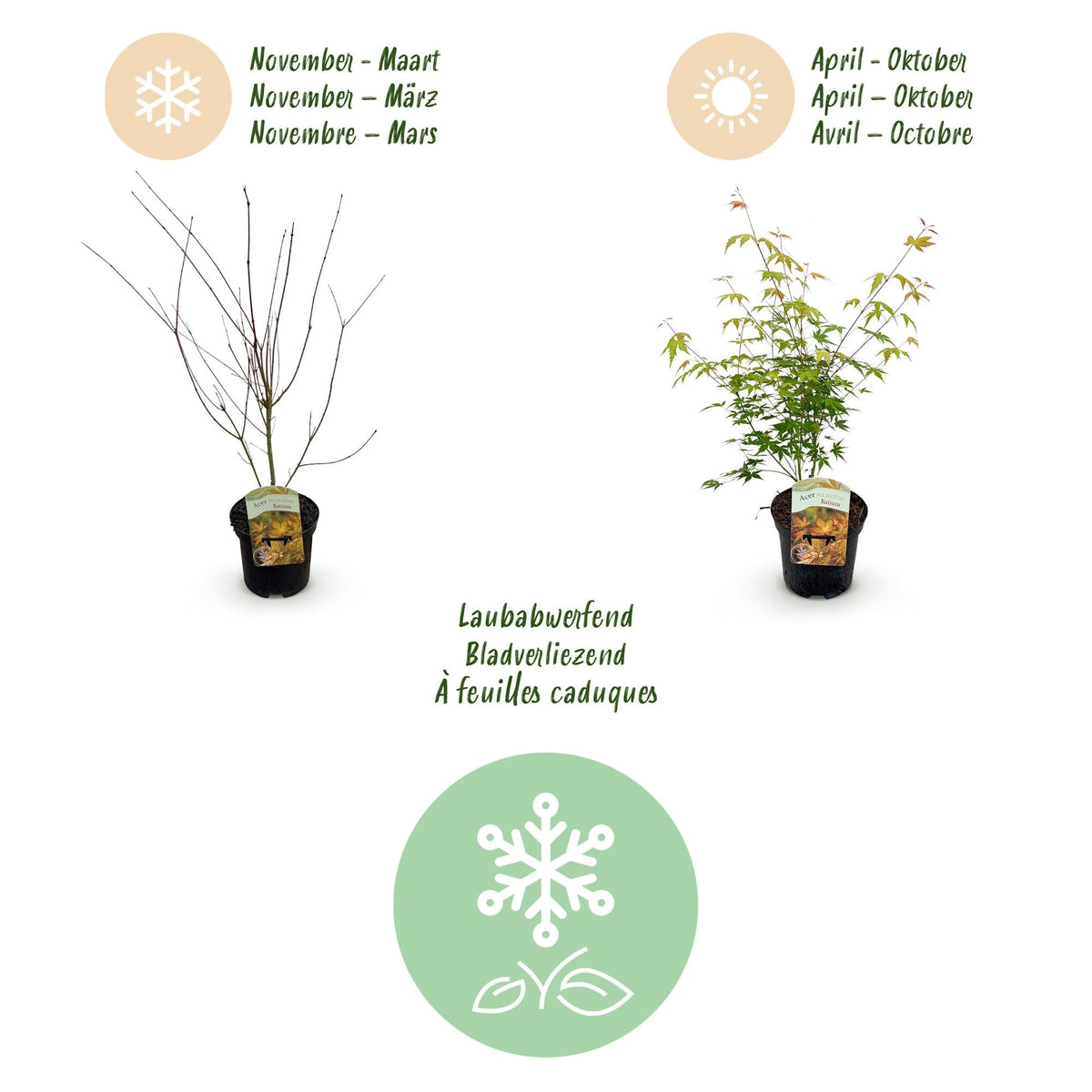 Terrasplant - Japanse Esdoorn - Acer palmatum Katsura - Forestbloom