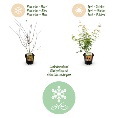 Terrasplant - Japanse Esdoorn - Acer palmatum Katsura - Forestbloom