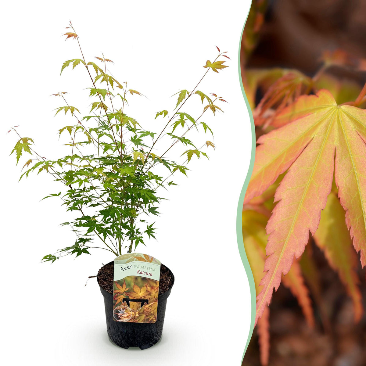 Terrasplant - Japanse Esdoorn - Acer palmatum Katsura - Forestbloom