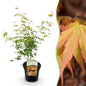 Terrasplant - Japanse Esdoorn - Acer palmatum Katsura - Forestbloom