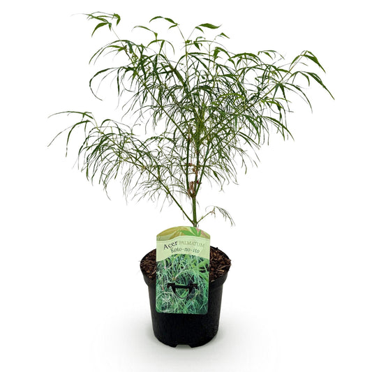 Terrasplant - Japanse Esdoorn - Acer palmatum Koto-no-ito - Forestbloom