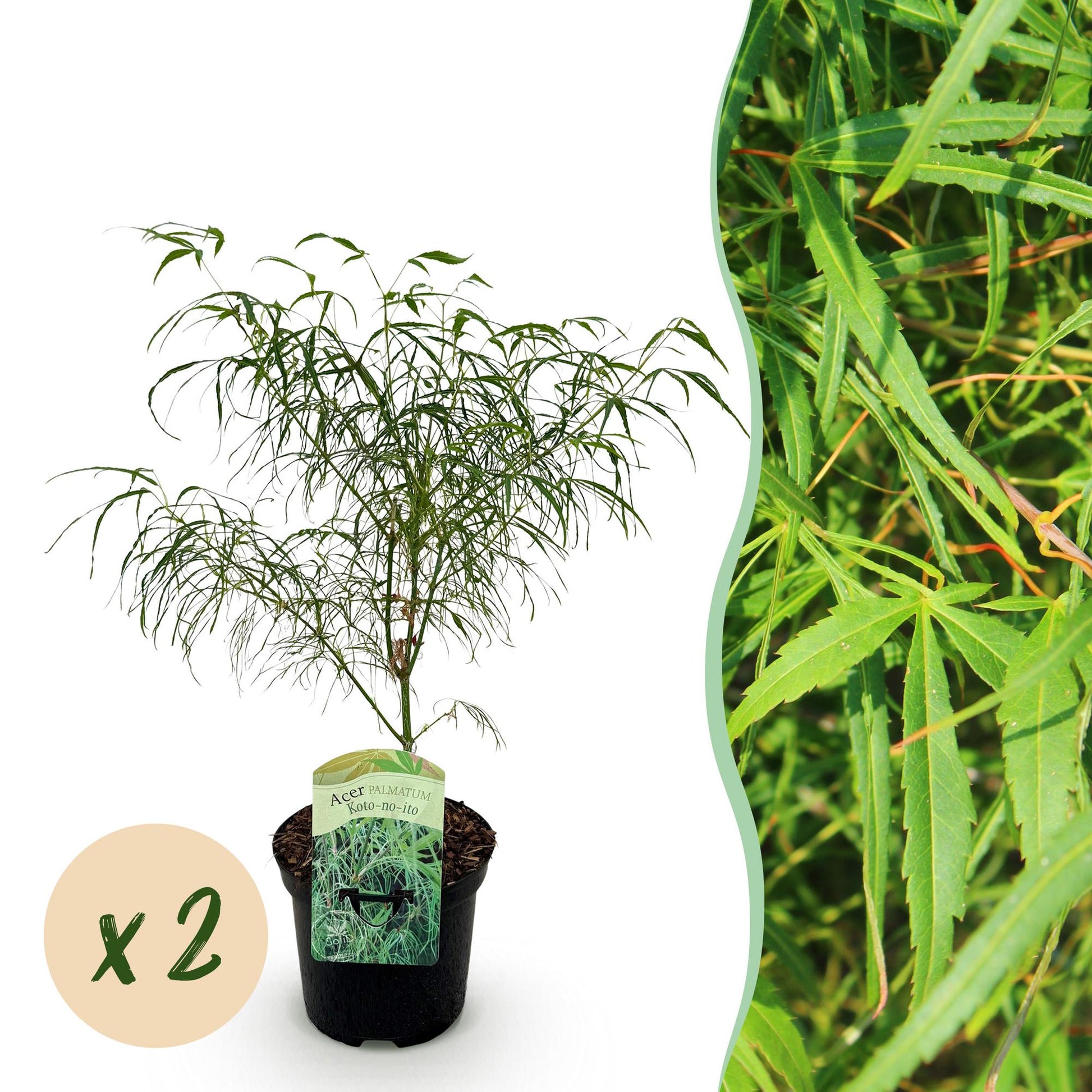 Terrasplant - Japanse Esdoorn - Acer palmatum Koto-no-ito - 2 Planten - Forestbloom