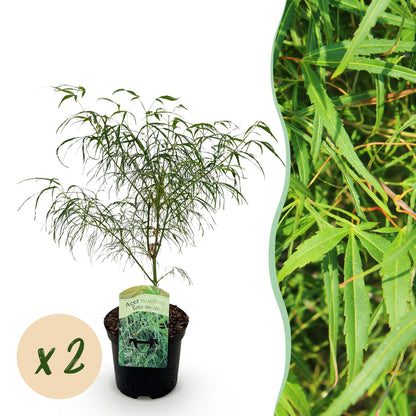 Terrasplant - Japanse Esdoorn - Acer palmatum Koto-no-ito - 2 Planten - Forestbloom
