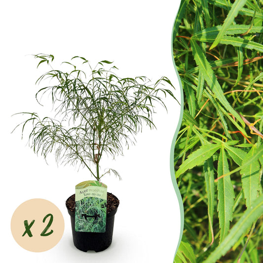 Terrasplant - Japanse Esdoorn - Acer palmatum Koto-no-ito - 2 Planten - Forestbloom