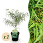 Terrasplant - Japanse Esdoorn - Acer palmatum Koto-no-ito - 2 Planten - Forestbloom