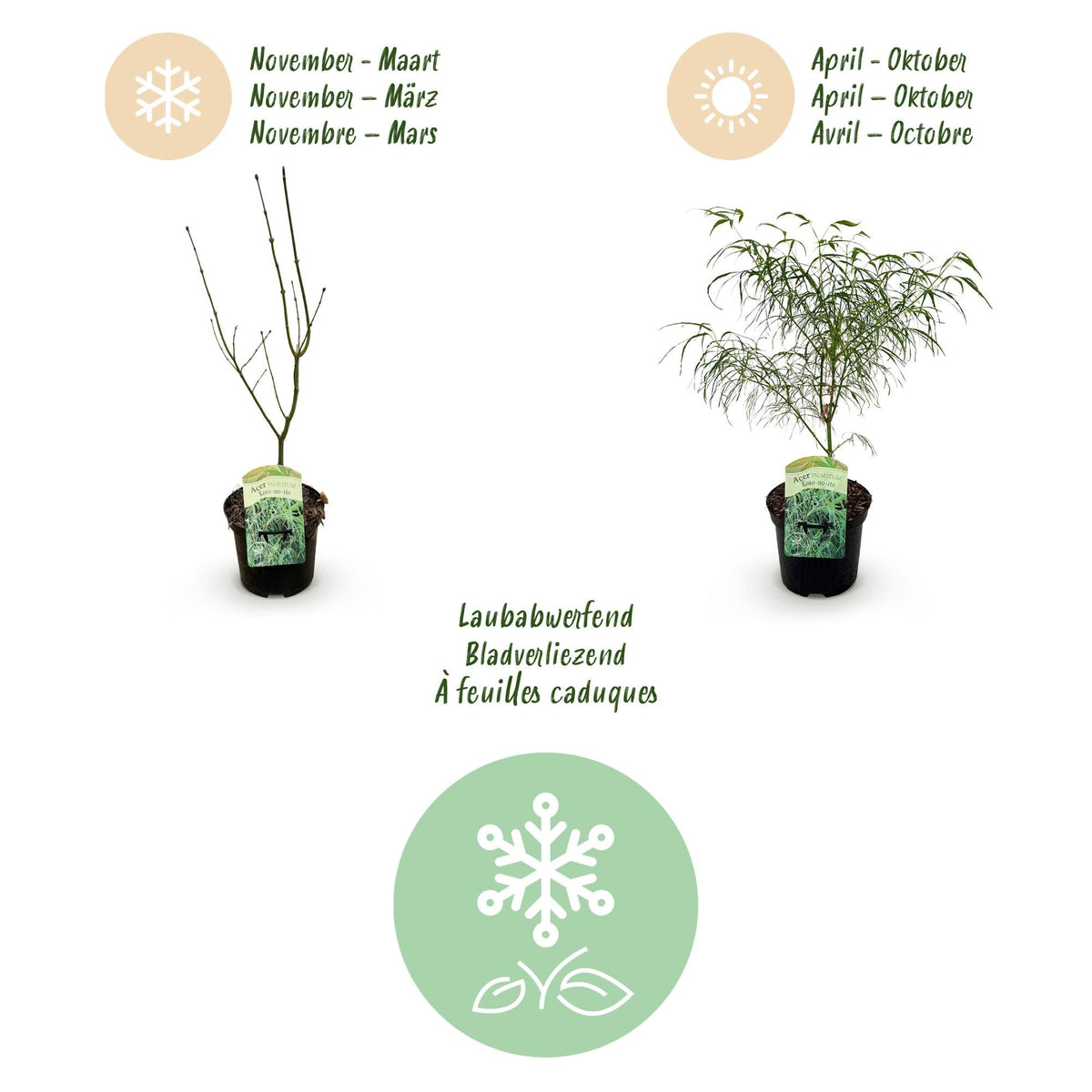 Terrasplant - Japanse Esdoorn - Acer palmatum Koto-no-ito - 2 Planten - Forestbloom