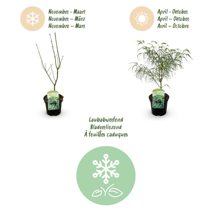 Terrasplant - Japanse Esdoorn - Acer palmatum Koto-no-ito - 2 Planten - Forestbloom