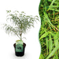 Terrasplant - Japanse Esdoorn - Acer palmatum Koto-no-ito - Forestbloom