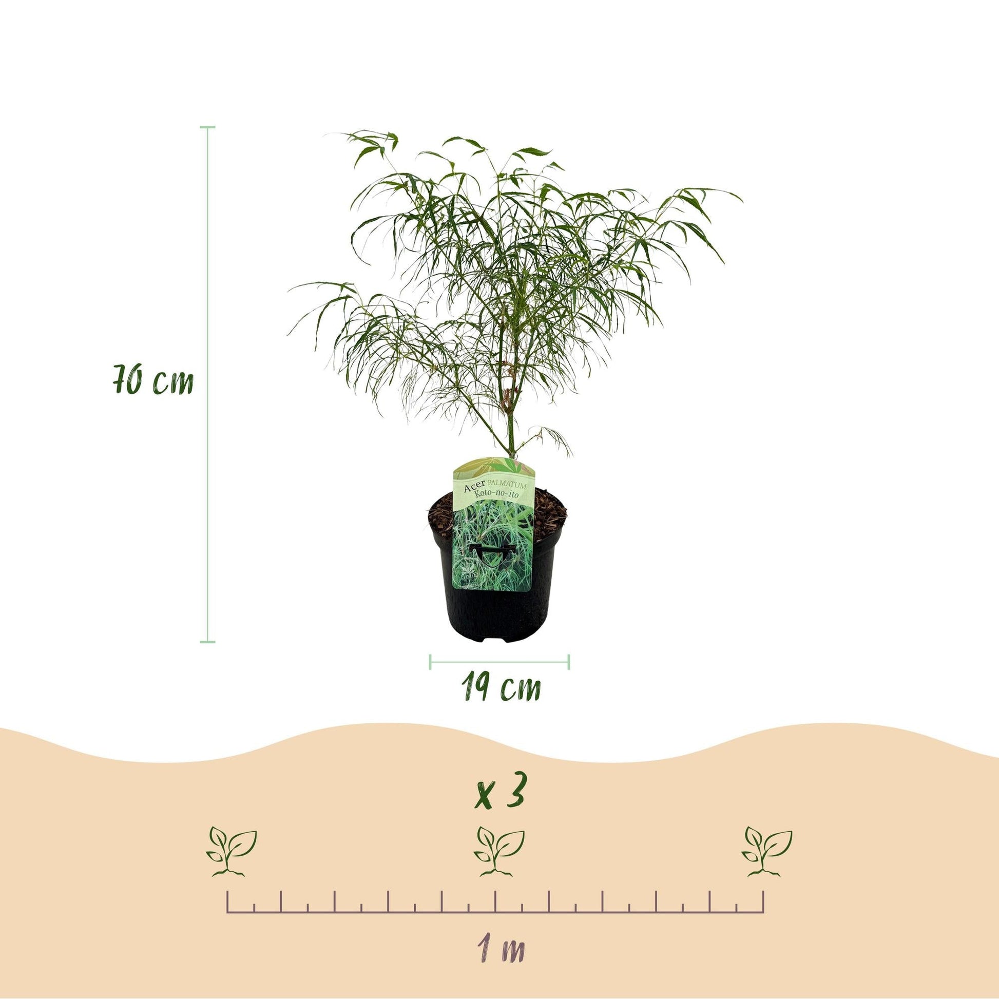 Terrasplant - Japanse Esdoorn - Acer palmatum Koto-no-ito - Forestbloom