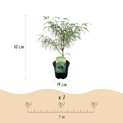 Terrasplant - Japanse Esdoorn - Acer palmatum Koto-no-ito - Forestbloom