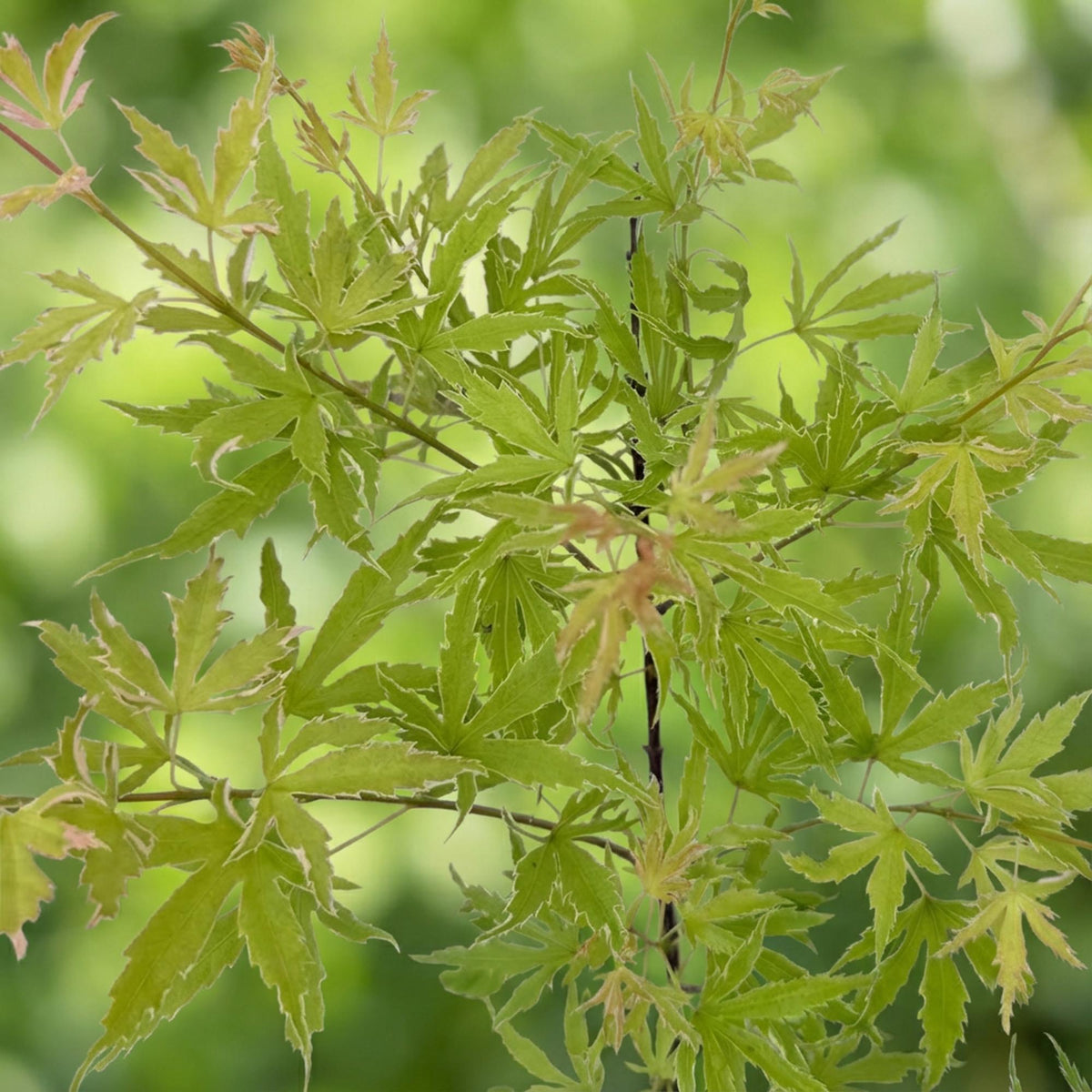 Terrasplant - Japanse Esdoorn - Acer palmatum Methamorphosa - 2 Planten - Forestbloom