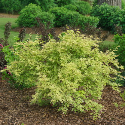 Terrasplant - Japanse Esdoorn - Acer palmatum Methamorphosa - 2 Planten - Forestbloom