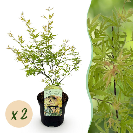 Terrasplant - Japanse Esdoorn - Acer palmatum Methamorphosa - 2 Planten - Forestbloom