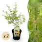 Terrasplant - Japanse Esdoorn - Acer palmatum Methamorphosa - 2 Planten - Forestbloom